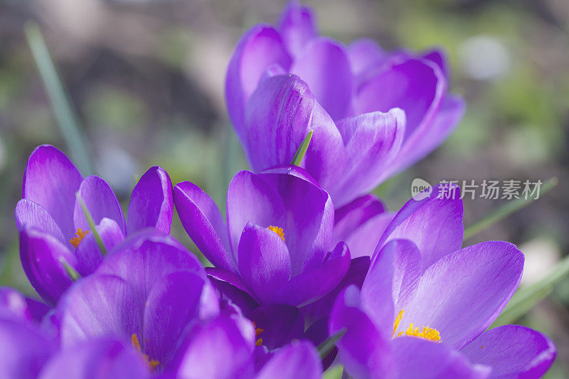 紫色春番红花(C. vernus)在特写